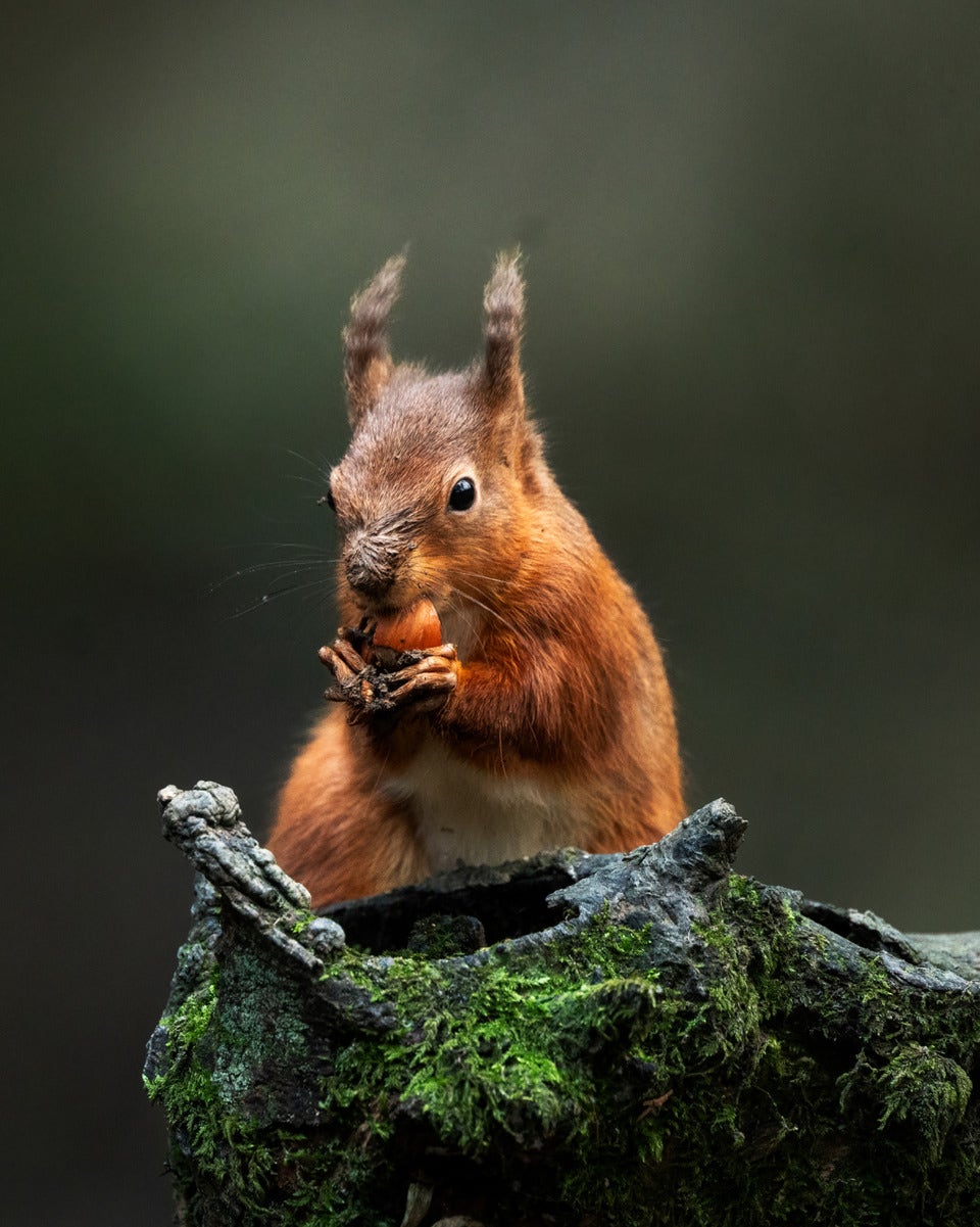 CAPTURING NATURE'S QUIET MOMENTS